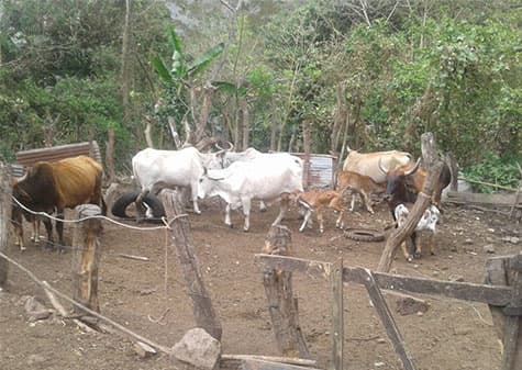 Microcréditos ganadería para crianza de ganado